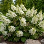 Hortenzia dubolistá (Hydrangea quercifolia) 'SNOW QUEEN' - výška 20-30 cm, kont. C2L